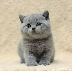 British Shorthair Blue