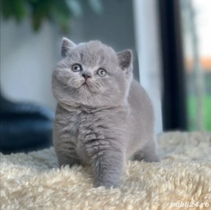 British Shorthair Blue - imagine 2