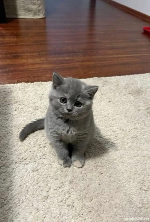 British Shorthair Blue - imagine 3