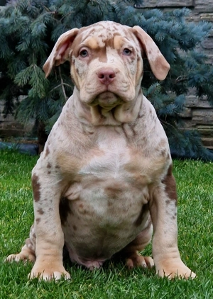 Vand American Bully xl 