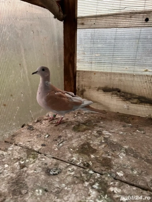 vand turturele razatoare  - imagine 3