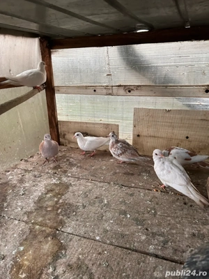 vand turturele razatoare  - imagine 4