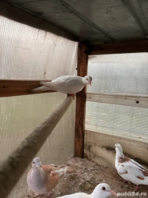 vand turturele razatoare  - imagine 2