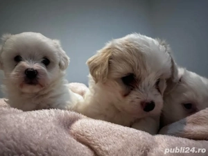 Bishon Maltez - imagine 2