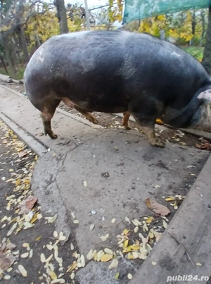 vand porc de carne  - imagine 2