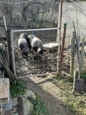 Porcii  de vanzare - imagine 3