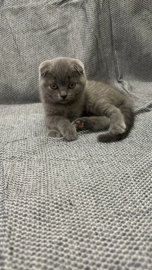 Super ofertă! Scottish Fold Blue. Asigur transport  - imagine 3
