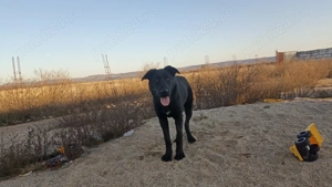 Ciobanesc corb  7 luni  - imagine 2