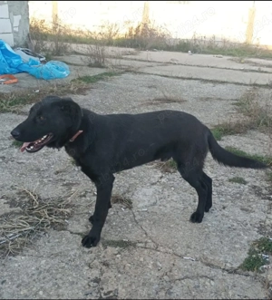 Ciobanesc corb  7 luni  - imagine 3