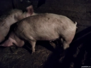 Porci de vânzare  - imagine 2