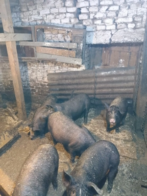 Vând 6 grăsuni de 4 luni 40-50kg 