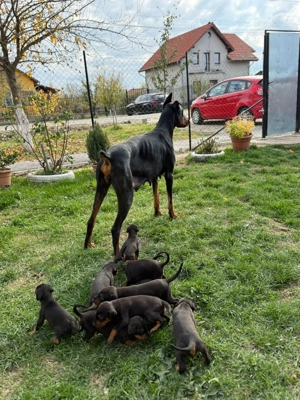 Căței doberman  - imagine 2