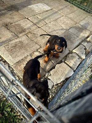 Căței doberman  - imagine 4