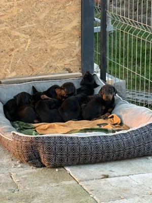 Căței doberman  - imagine 3