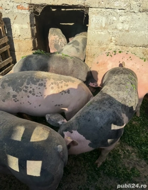 Porci de vânzare.Crescuti Bio de la 100kg la 170kg - imagine 2