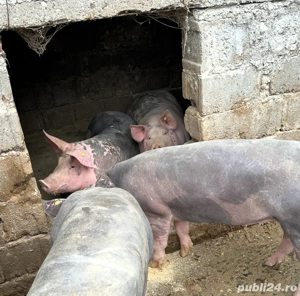 Porci de vânzare.Crescuti Bio de la 100kg la 170kg - imagine 3