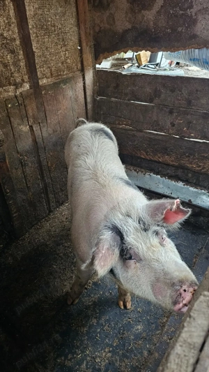 Porc de vânzare!