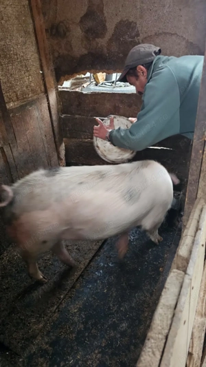 Porc de vânzare! - imagine 4