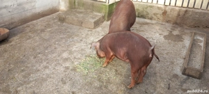 vind porc  - imagine 4