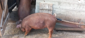 vind porc  - imagine 2