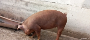 vind porc  - imagine 5