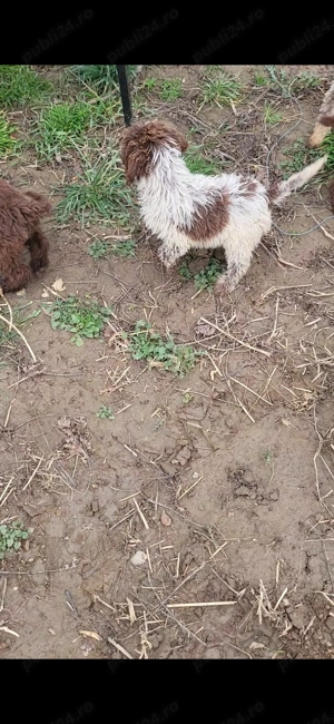 Catei lagotoo - imagine 4