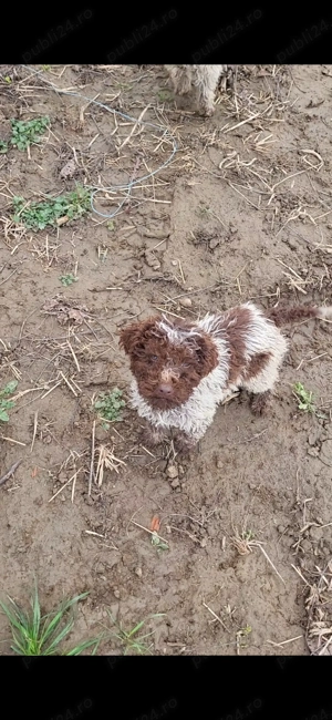 Catei lagotoo - imagine 5