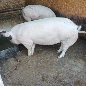 Porci pentru craciun - imagine 2