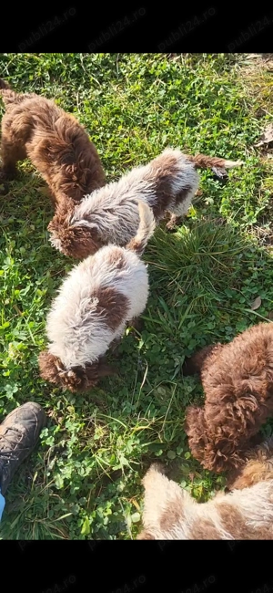 Catei lagotoo - imagine 3