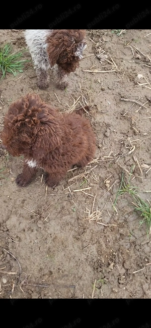 Catei lagotoo - imagine 2