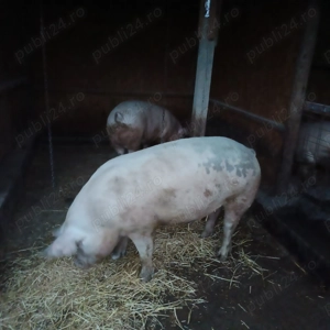 Porci pentru craciun