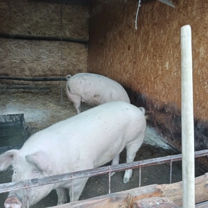 Porci pentru craciun - imagine 3