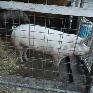 Porci pentru craciun - imagine 4