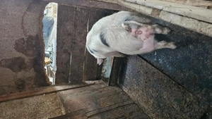 Porc de vânzare! - imagine 3