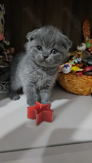 Pisicute british scotish