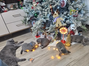 Pisicute british scotish - imagine 4