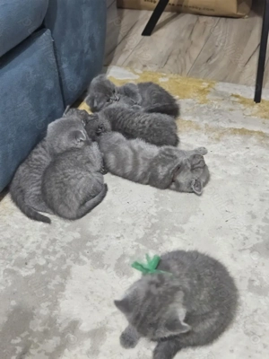 Pisicute british scotish - imagine 3