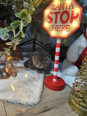 Pisicute british scotish - imagine 2