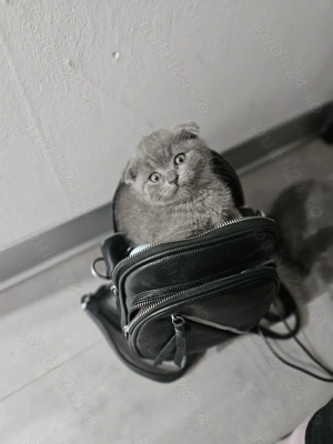 Pisicute british scotish - imagine 5