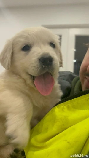 Golden Retriever - Pui