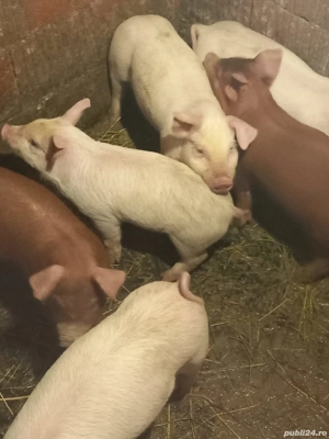 vand purcei  - imagine 2