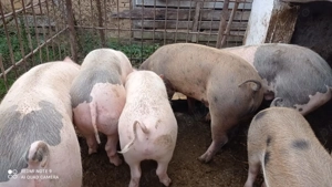 Porci crescuți cu cereale fără concentrate 