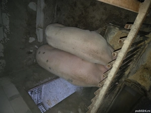 Vand Porc  - imagine 2