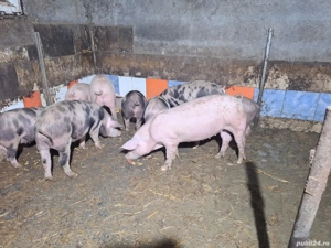 purcei 50-60kg - imagine 3