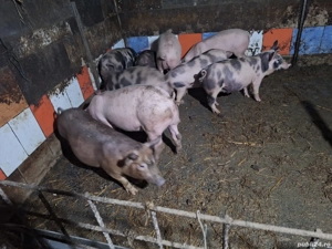 purcei 50-60kg - imagine 5