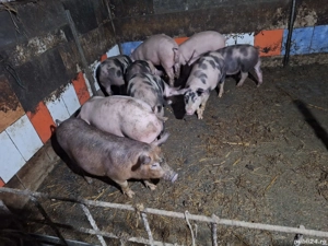 purcei 50-60kg - imagine 4