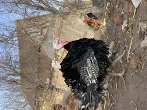 Curcani de vânzare  - imagine 4