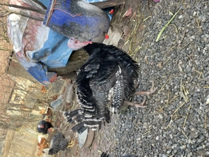 Curcani de vânzare  - imagine 2