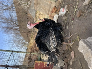 Curcani de vânzare  - imagine 5