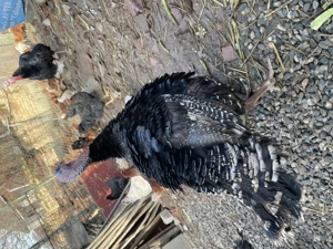 Curcani de vânzare  - imagine 3